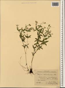 Galium valantioides M.Bieb., Caucasus, Krasnodar Krai & Adygea (K1a) (Russia)