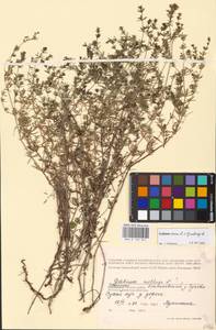 Galium mollugo × verum, Eastern Europe, Central region (E4) (Russia)