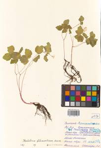 Thalictrum filamentosum Maxim., Siberia, Russian Far East (S6) (Russia)