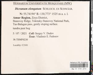 Dicranum elongatum Schleich. ex Schwägr., Bryophytes, Bryophytes - Russian Far East (excl. Chukotka & Kamchatka) (B20) (Russia)