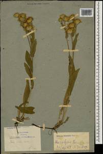 Pentanema oculus-christi (L.) D. Gut. Larr., Santos-Vicente, Anderb., E. Rico & M. M. Mart. Ort., Caucasus, Armenia (K5) (Armenia)