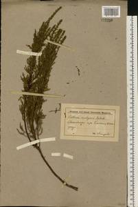 Calluna vulgaris (L.) Hull, Eastern Europe, Lower Volga region (E9) (Russia)