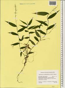 Oplismenus undulatifolius (Ard.) Roem. & Schult., Caucasus, Krasnodar Krai & Adygea (K1a) (Russia)