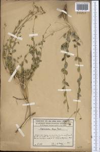 Haplophyllum bungei Trautv., Middle Asia, Syr-Darian deserts & Kyzylkum (M7) (Kazakhstan)