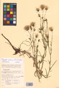 Tragopogon podolicus Besser ex DC., Eastern Europe, Lower Volga region (E9) (Russia)