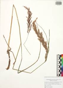 Calamagrostis canescens (Weber) Roth, Eastern Europe, Central region (E4) (Russia)