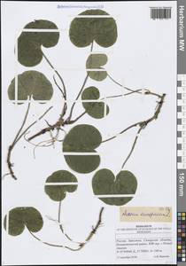 Asarum europaeum L., Eastern Europe, Middle Volga region (E8) (Russia)