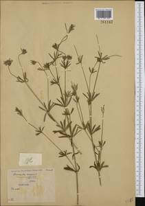 Asperula arvensis L., Western Europe (EUR) (Serbia)