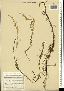Glyceria notata Chevall., Caucasus, Abkhazia (K4a) (Abkhazia)