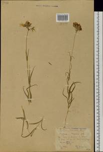 Dichodon maximum (L.) Á. Löve & D. Löve, Siberia, Yakutia (S5) (Russia)