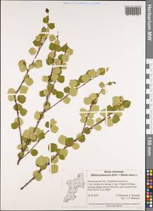 Betula intermedia (Hartm.) E.Thomas ex Gaudin, Eastern Europe, North-Western region (E2) (Russia)