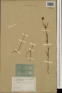 Plantago arenaria Waldst. & Kit., Caucasus, Georgia (K4) (Georgia)