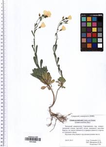 Linum ucranicum (Griseb. ex Planch.) Czern., Eastern Europe, Middle Volga region (E8) (Russia)