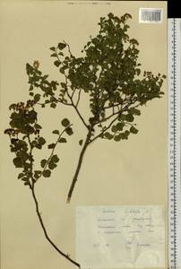 Spiraea trilobata L., Siberia, Altai & Sayany Mountains (S2) (Russia)