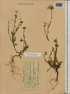 Linum hirsutum, Eastern Europe, Central forest-and-steppe region (E6) (Russia)