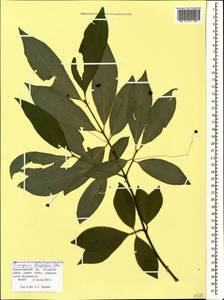 Euonymus leiophloeus Stev., Caucasus, Krasnodar Krai & Adygea (K1a) (Russia)