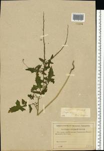 Sisymbrium officinale (L.) Scop., Eastern Europe, Middle Volga region (E8) (Russia)
