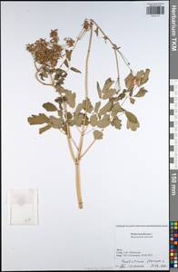 Thalictrum flavum L., Eastern Europe, Central region (E4) (Russia)