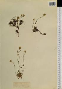 Draba, Siberia, Chukotka & Kamchatka (S7) (Russia)