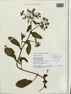 Borago officinalis L., Eastern Europe, Central region (E4) (Russia)