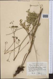 Sphaenolobium tianschanicum (Korovin) Pimenov, Middle Asia, Western Tian Shan & Karatau (M3) (Uzbekistan)