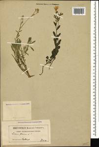 Linum tauricum, Caucasus (no precise locality) (K0)