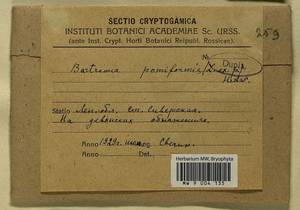 Bartramia pomiformis Hedw., Bryophytes, Bryophytes - Karelia, Leningrad & Murmansk Oblasts (B4) (Russia)