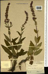 Salvia nemorosa subsp. pseudosylvestris (Stapf) Bornm., Crimea (KRYM) (Russia)