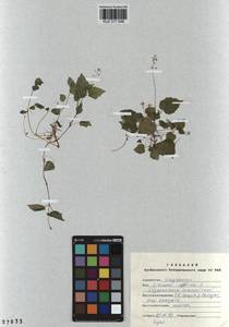 Circaea alpina L., Siberia, Altai & Sayany Mountains (S2) (Russia)