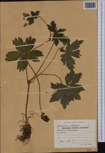 Geranium phaeum L., Western Europe (EUR) (Bulgaria)
