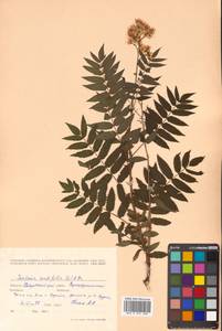 Sorbaria sorbifolia (L.) A. Braun, Siberia, Russian Far East (S6) (Russia)