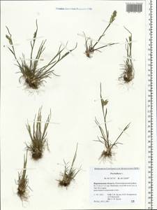 Poa bulbosa L., Eastern Europe, Central forest-and-steppe region (E6) (Russia)