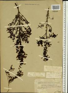 Pedicularis palustris L., Eastern Europe, Central region (E4) (Russia)