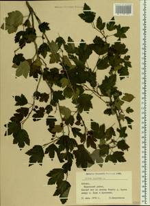 Ribes alpinum, Eastern Europe, Latvia (E2b) (Latvia)
