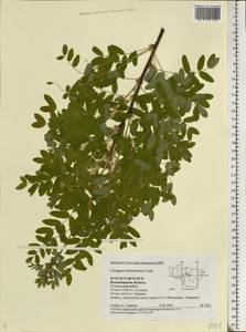 Caragana arborescens Lam., Eastern Europe, Central region (E4) (Russia)