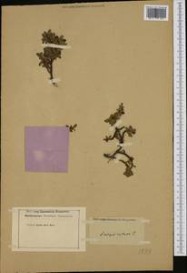 Salix retusa L., Western Europe (EUR) (Not classified)