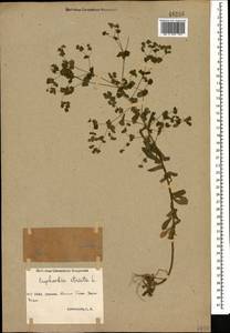 Euphorbia stricta L., Caucasus, Abkhazia (K4a) (Abkhazia)