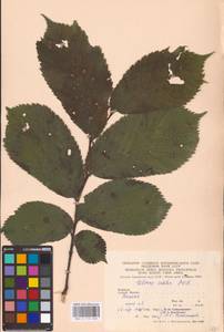 Ulmus glabra Huds., Eastern Europe, West Ukrainian region (E13) (Ukraine)