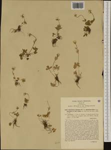 Ranunculus apenninus (Chiov.) Pignatti, Western Europe (EUR) (Italy)