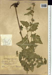 Althaea officinalis L., Siberia, Altai & Sayany Mountains (S2) (Russia)