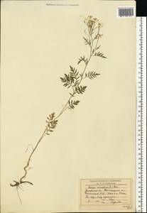 Rorippa sylvestris (L.) Besser, Eastern Europe, Moscow region (E4a) (Russia)