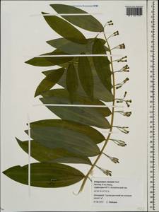 Polygonatum orientale Desf., Eastern Europe, Moscow region (E4a) (Russia)