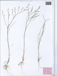 Bufonia tenuifolia, Crimea (KRYM) (Russia)
