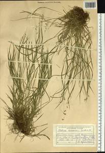 Melica grandiflora Koidz., Siberia, Russian Far East (S6) (Russia)