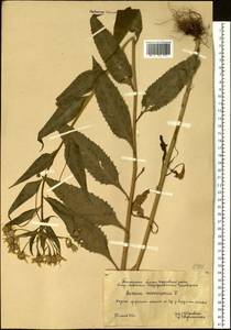 Senecio nemorensis L., Siberia, Western Siberia (S1) (Russia)