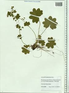 Alchemilla glyphodonta Juz., Eastern Europe, Central region (E4) (Russia)