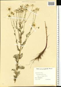 Tripleurospermum inodorum (L.) Sch.-Bip, Eastern Europe, West Ukrainian region (E13) (Ukraine)