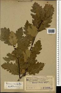 Quercus petraea subsp. polycarpa (Schur) Soó, Caucasus, Georgia (K4) (Georgia)