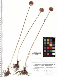 Allium lineare L., Eastern Europe, Middle Volga region (E8) (Russia)