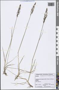 Achnatherum calamagrostis (L.) P.Beauv., Siberia, Central Siberia (S3) (Russia)